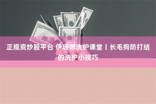 正规资炒股平台 伊珊娜洗护课堂丨长毛狗防打结的洗护小技巧